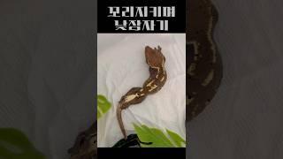 꼬리 지키기. 크레스티드 게코는 꼬리가 잘리면 다시 나오지 않는다.