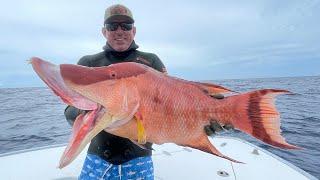 Monster Mega Mouth WRASSE aka HOGFISH Catch Clean & Cook