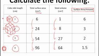 Why are cells so small? Surface-area-to-volume ratio (IB Biology)