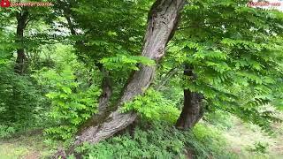 Hiking in the forest of Halimeh Jan Gilan - هایکینگ در جنگل حلیمه جان گیلان