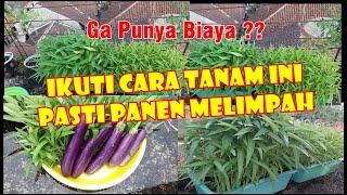 Cara Irit Tanam Sayur, Biaya 0 Rupiah Hanya Pakai Ini | How to Plant Organic Vegetables at Home