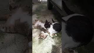 Funny Cute Cats playing