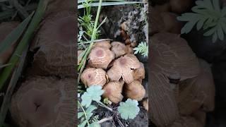 Coprinellus micaceus, Common name:Mica cap is a common species of mushroom  Found in Drass Ladakh