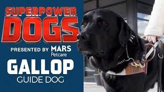 Molly Burke's Guide Dog: Gallop | Superpower Dogs