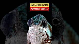 Bagaimana bunglon menangkap mangsa? #shorts #bunglon #chameleon #faktabunglon