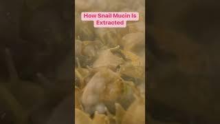 How Snail Mucin Is Packaged #snails #mucin #skincare #shorts