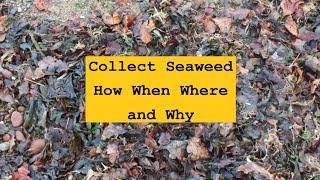 Collect Seaweed How When Where and Why. Grow Vegetables. Make Organic compost