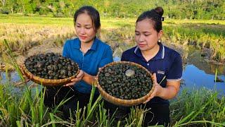 Harvest Snail Goes to market sell - Cooking With Ly Phuc An's Family - Lý Thị Ca