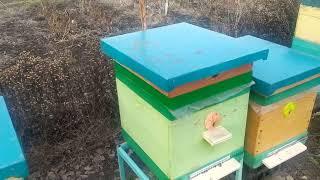 ПЕРВЫЙ ОСМОТР ПЧЁЛ КОГДА ДЕЛАТЬ?