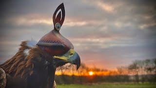 Imprinting my male Golden Eagle. THE SAKO PROJECT