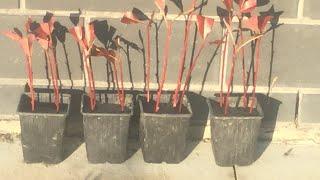 Taking Cuttings From A Red Robin Hedge