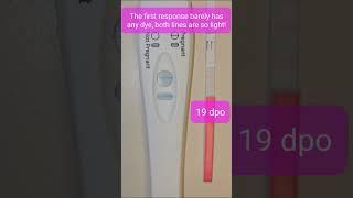 19 dpo live pregnancy test #baby #pregnancy #pregnancytest #pregnant #livepregnancytest #19 dpo