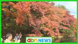 軽井沢町の雲場池で紅葉が見頃 観光客でにぎわう（abnステーション　2024.11.11）