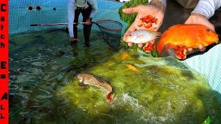 FISH are MIXING GENETICS by LAYING EGGS into my POOL PUMP!