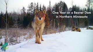 One year on a beaver pond in northern Minnesota