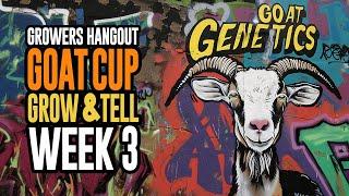 The Goat Cup Grow and Tell week 3