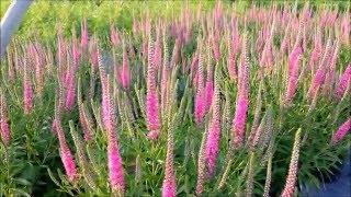 Best Garden Perennials - Veronica Red Fox (Speedwell). A beautiful, easy to grow perennial