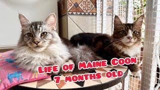 Life of Maine Coon, 7 months old