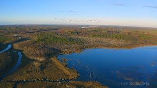 Taiga bean goose flying above the river | Film Studio Aves