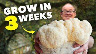 How to Grow Lion's Mane Mushroom from Start to Finish