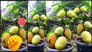 Mango and guava the perfect combination, no one believes how to graft trees like this