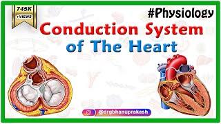 Conduction system of the heart - Sinoatrial node, AV Node, Bundle of His, Purkinje fibers Animation