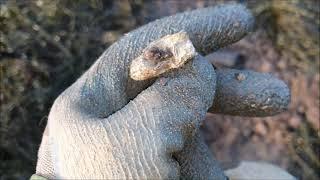 Simplex on Highland Beach with SP24, adjusting sensitivity for salt.