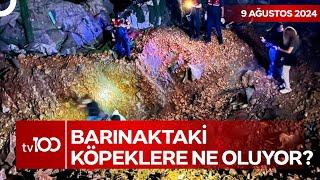 Niğde ve Ankara'da Ölü Köpekler Gömülü Halde Bulundu | TV100 Ana Haber