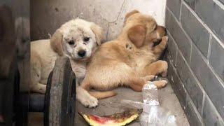 Puppies Abandoned As Trash, When Someone Approaches, Cuddled Up In Fear