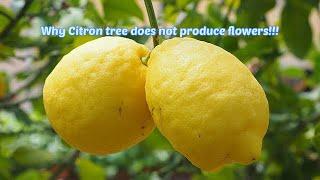 Why my Citron tree does not produce flowers!!!