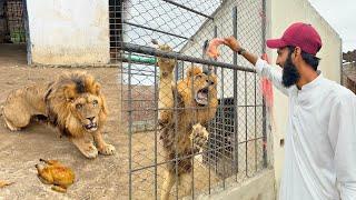 Lion Ny Attack Kr Dia  Bht Dangerous Hai