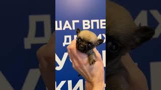 ️ Оскар Джуди Тейлор️ рыже-соболиный миниатюрный короткошерстный мальчик в поиске любящей семьи 