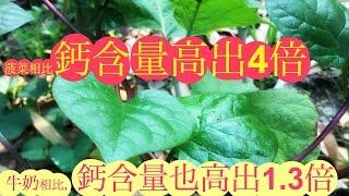 皇宮菜(木耳菜)的功效与作用.Health Benefits Of Basella Or Malabar spinach..