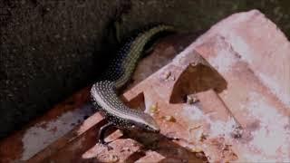 Südlicher Kanarenskink (Chalcides viridianus coeruleopunctatus) West Canary Skink , Golden Skink