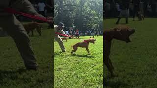 “REDBULL III” PIG PICKIN BY TOM GARNER KENNELS 2024