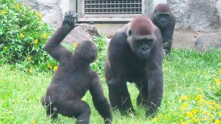 小金剛Ringo最近喜歡挑戰拿媽媽的食物Ringo recently likes the challenge of getting mum’s food#金剛猩猩 #gorilla