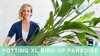How To Pot & Care For Giant Bird Of Paradise Plant In Self-watering Lechuza Planter