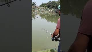 angling #fishing #fishingsport #pastime #fishcatching #fish #Pesca #pêche #carpfishing