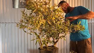 Red gum Australian native bonsai, Aussie Bonsai Bloke