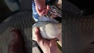 здравый карасямба на 1кг