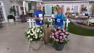 Girl Next Door 1-Piece Scentables Rose Live Plants on QVC