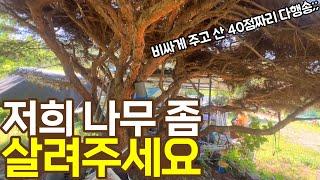 구독자님의 급한 전화. 해결해드리고 왔습니다 [전원주택 다행송, 반송, 소나무 전지]