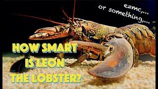 How Smart Is Leon The Lobster?