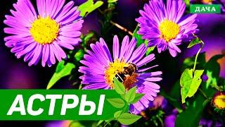 Добрый сад №2 - Астры | Как Выбрать Астры
