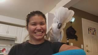 phenomenal Video of our Cockatoo Joseph :D So Funny :))