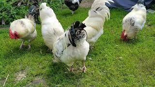 Die Bruderhähne picken am Vogelknöterich. // The brother roosters are pecking at the knotweed.