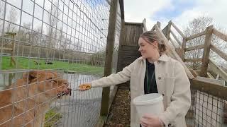  Lion Encounters at Noah's Ark Zoo Farm 