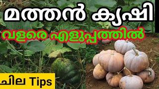 മത്തൻ ക്യഷിഅറിയേണ്ടതെല്ലാം/ Mathanga krishi in malayalam / Mathan krishi  / Krishi tips in malayalam