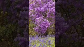 An English bluebell woodland 