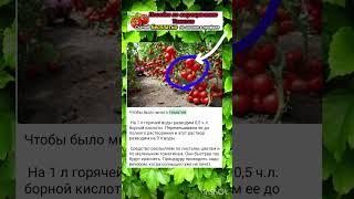 Пособие по выращиванию томатов